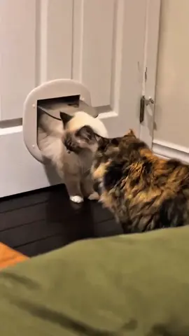 funnycats😂😂#funnycat #funnyvideos #cutecat #viral_video 