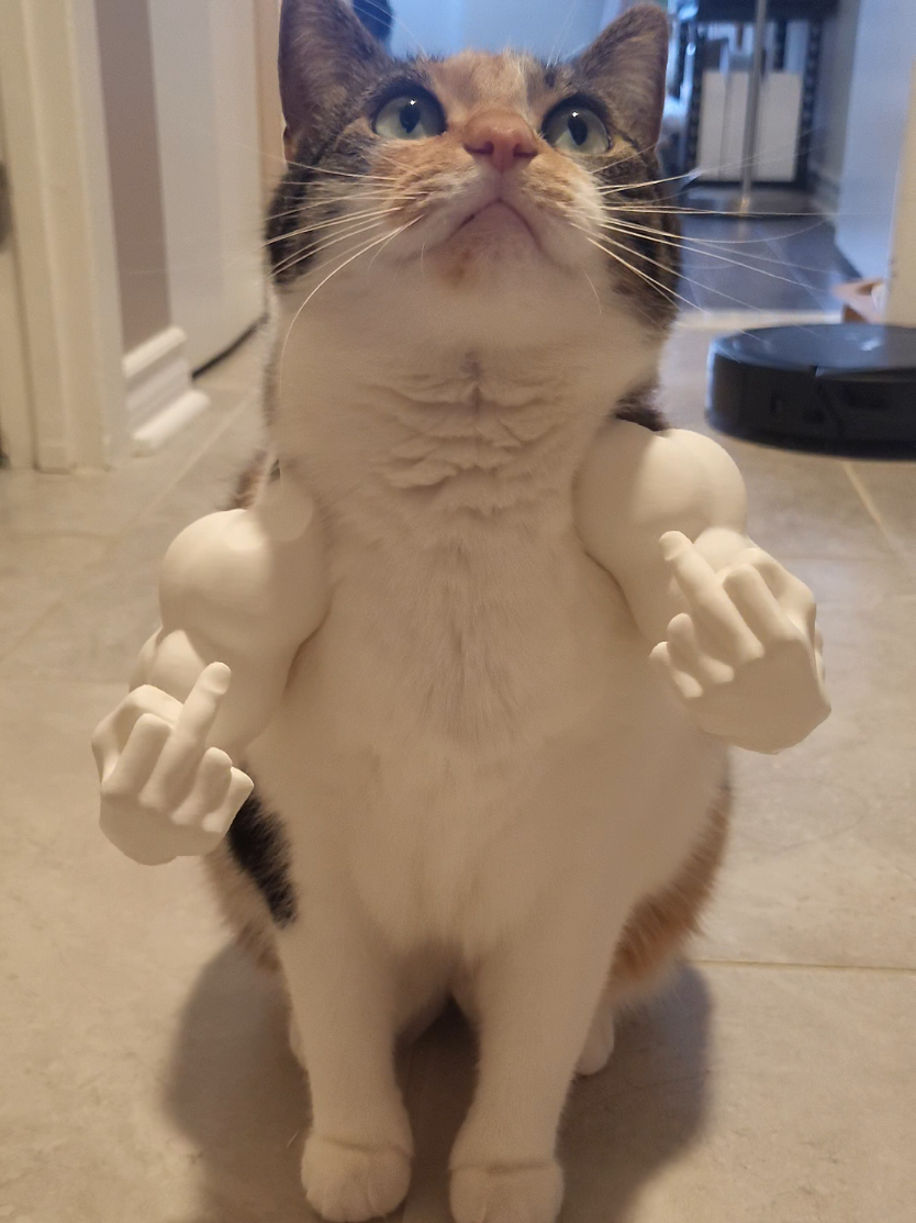 The things I spend on for my cat 😂 #cats #funnycat #catsoftiktok #funny #relatable 