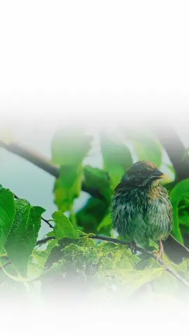 💔+🩹=❤️‍🩹 #ranjha #fypviralシ #urdupoetry #deeplines #foryoupage❤️❤️ 