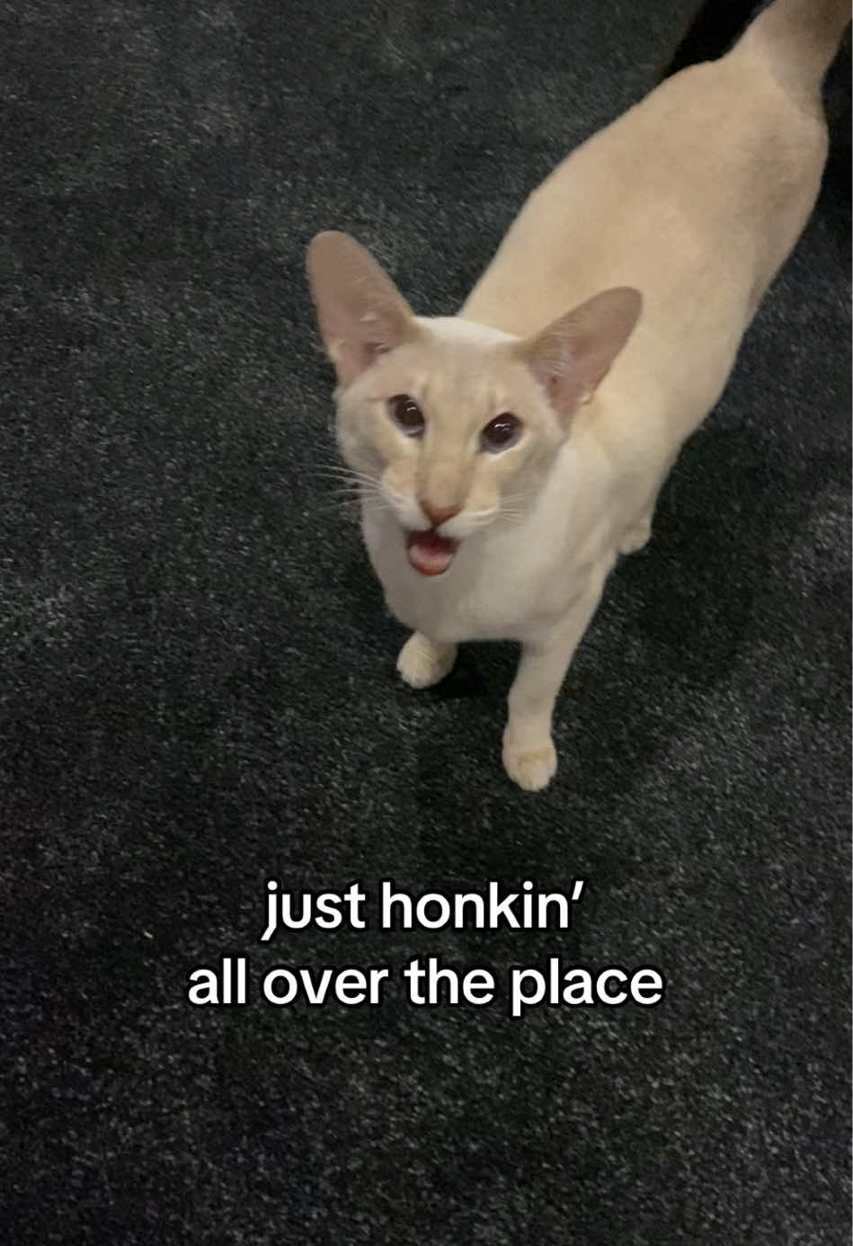 how is everyone #fyp #cattok #siamese #siamesecat #orientalshorthair #orientalcat #siamese #meow #fyppp #viral #catmemes 