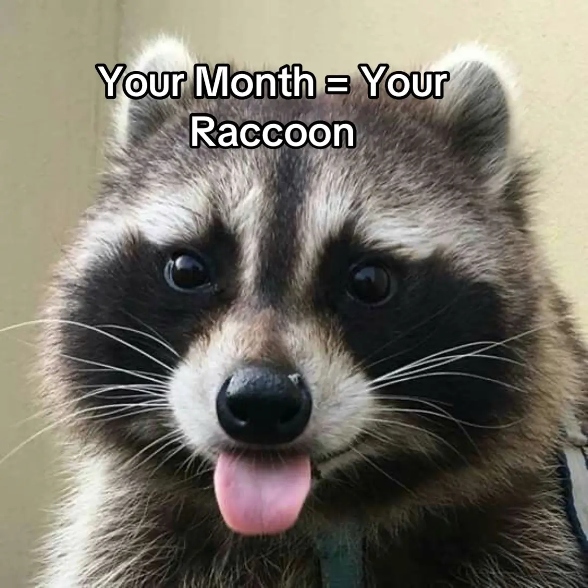 😼 I love raccoons #yourmonth #yourmonthyourthing #birthmonth #raccoon #raccoonlove 