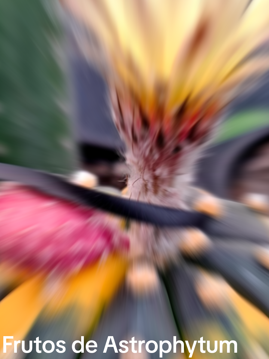 Astrophytum en semillas, cultivar Thailandes
