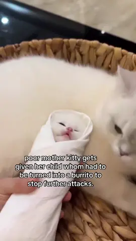 i think she is disappointed..... #spirituality #kitten 