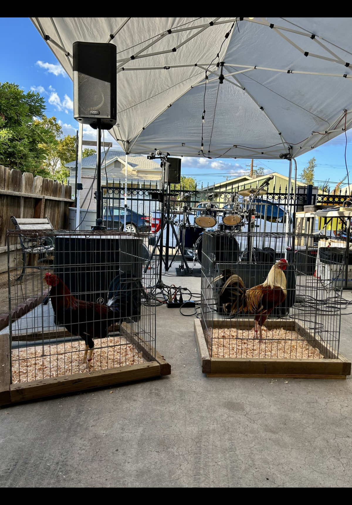 Algo Bien 🥳🙌🐓🍀💥 #cratysgamefarm #gallosfinos #gamefowl #california #fyp 