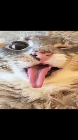 LIKE SUGAR ON MY TONGUE 🤤|| #ballincat43 #fyp #cat #catcore #tylerthecreator 