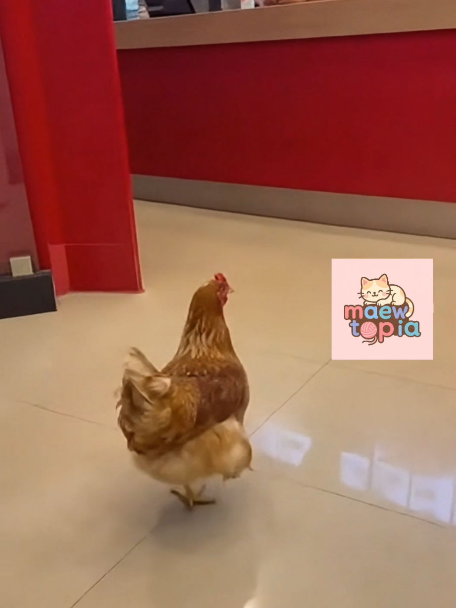 หิวแหละ 😂 #ตลก #ไก่ #pet #kfc #kfcsecretmenuhacks 
