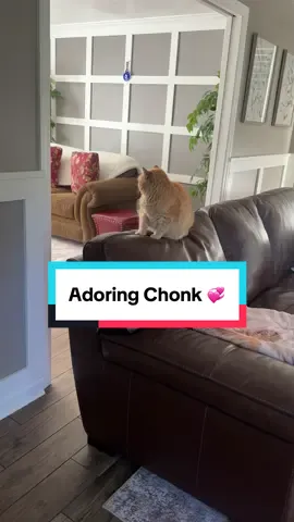 Obsessed with this little man 😩✋🏼🥹🫶🏻  #greenscreen #fyp #fypシ #catsoftiktok #catsoftiktok2025 