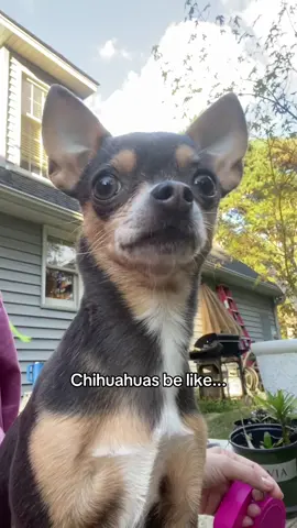 Small body. Big attitude 🤨 Chihuahua life at its finest 🤭😂 #fyp #foryou #foryoupage #dog #chihuahua 