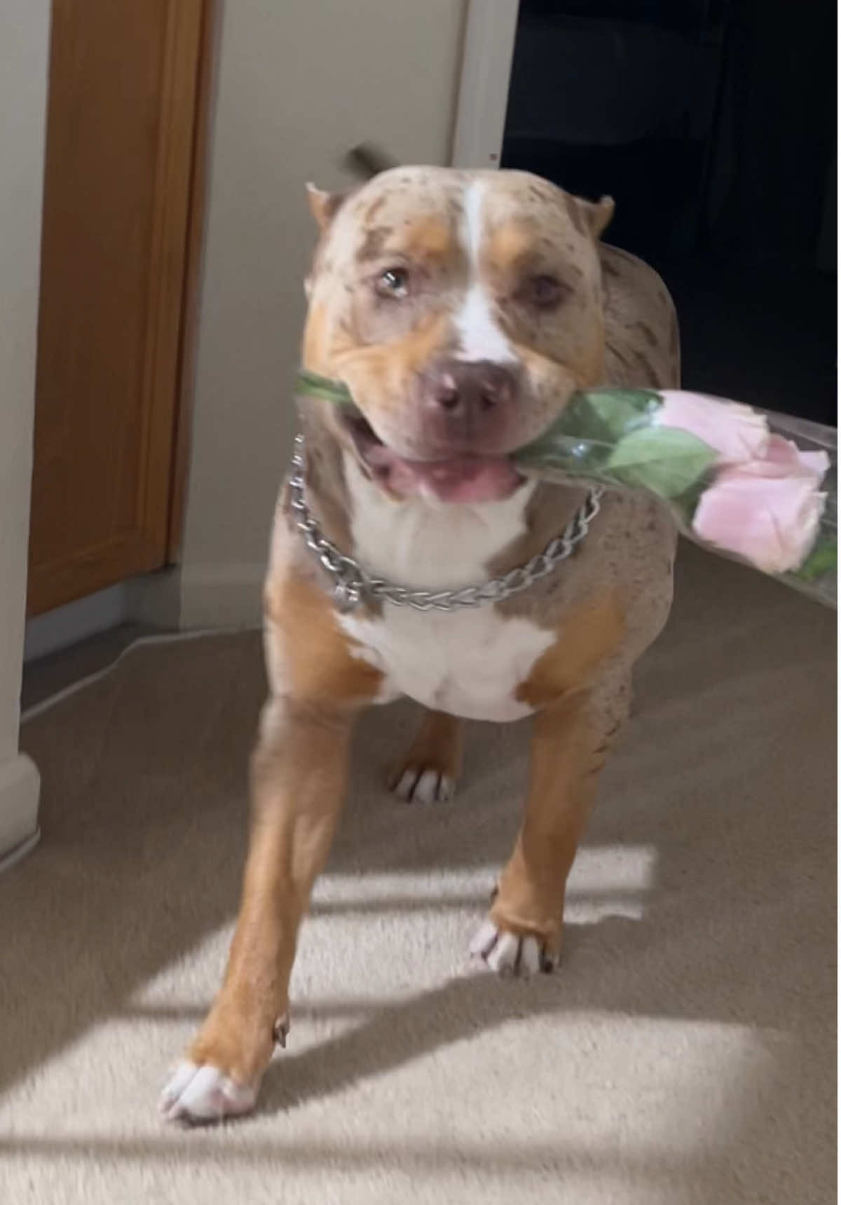 King wants to take your dog out sometime😍😂 #xlbully #americanbully #funny #foryoupage #merlebully 