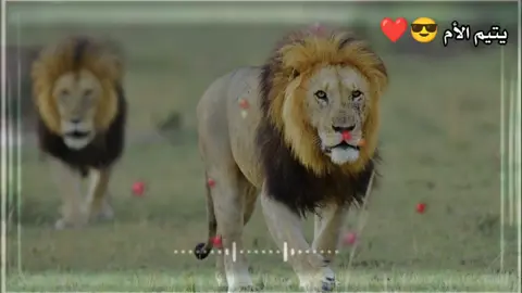#شعر شعبي عراقي#