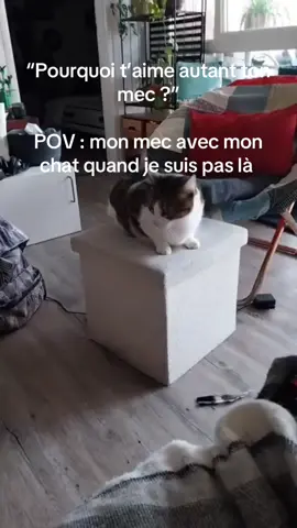 Je précise qu’il a ramasser la plume dehors pour la ramener aux chats 🫠