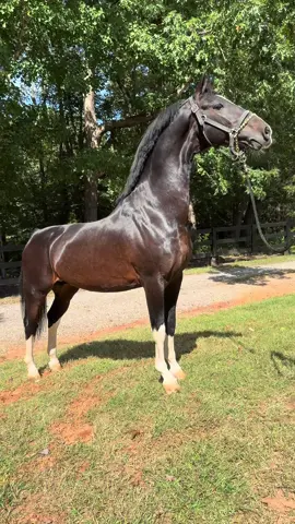 KWPN Approved Stallion, Multi National Champion In the Netherlands US National Champion, AEPA nominated and Sweepstakes Nominated Sire and most importantly my , Hubert VDM #DutchHarnessHorse #KWPN #SaddleSeat #ShowHorse 
