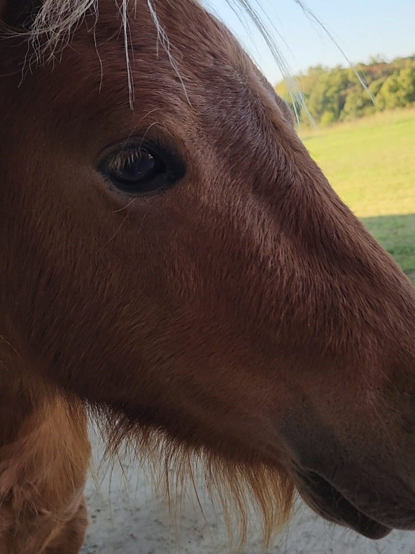 Little Gizmo!! #animaltalk #coopsherd #gizmo #pony #adorable 