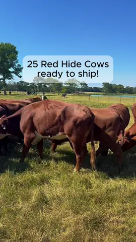 25+ Red Hide Cattle completely worked and ready to ship! Bred 5-7+ months 3450/each! 903-388-4472