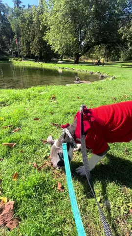 Get outside and enjoy every minute!!#fyp #bostonterrier #puppytiktok #trending #loganbowties 