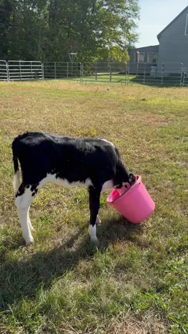 Ruckus and his water bucket 🤨 #calf #moo #farmlife #cow #farm 
