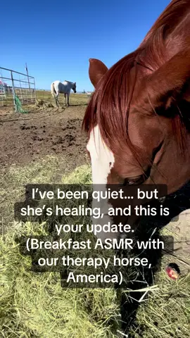 I haven’t shared much lately—because truthfully, I’ve been overwhelmed. Life has been a lot, and updates kept getting pushed to the side. But this moment? It says everything. America is healing beautifully. She’s relaxed, content, and loving her breakfast hay. We’ve been managing her injury behind the scenes, and I’m finally catching my breath enough to bring you back into the loop. Thank you for your patience, your support, and for sticking with us even when things go quiet. This mission means the world to me—and this girl? She reminds me why we keep going. Enjoy the munchy ASMR. 💛