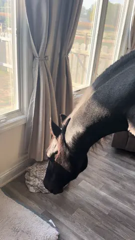 He’s a menace. 😂 #morganhorse #househorse