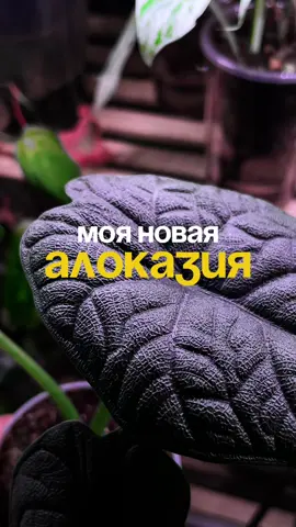 Делюсь с вами своей новой покупочкой 🖤 Обзор на сам маркет тоже будет на днях) #комнатныерастения #цветоводство #алоказия #алоказиямело #алоказиявариегатная 