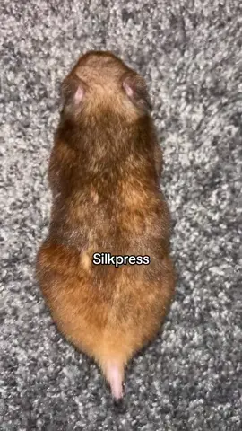 moosh #fyp #hamster #funny #trending #relatate 