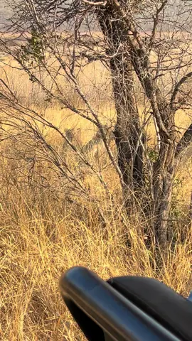 Africa. #southafricatiktok🇿🇦 #usa #travel #safari 