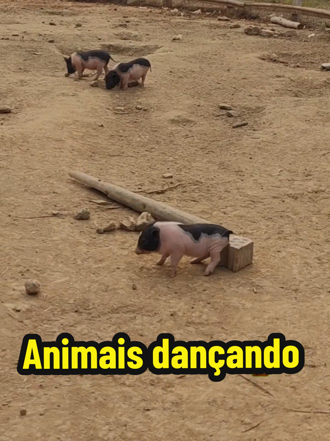 Animais dançando engraçado #cachorro #pets #animaisengraçados #animaisfofos #fyp 