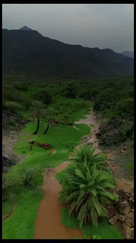 #قران_كريم_بصوت_جميل #اكسبلوررررررر @طارق العمَري 