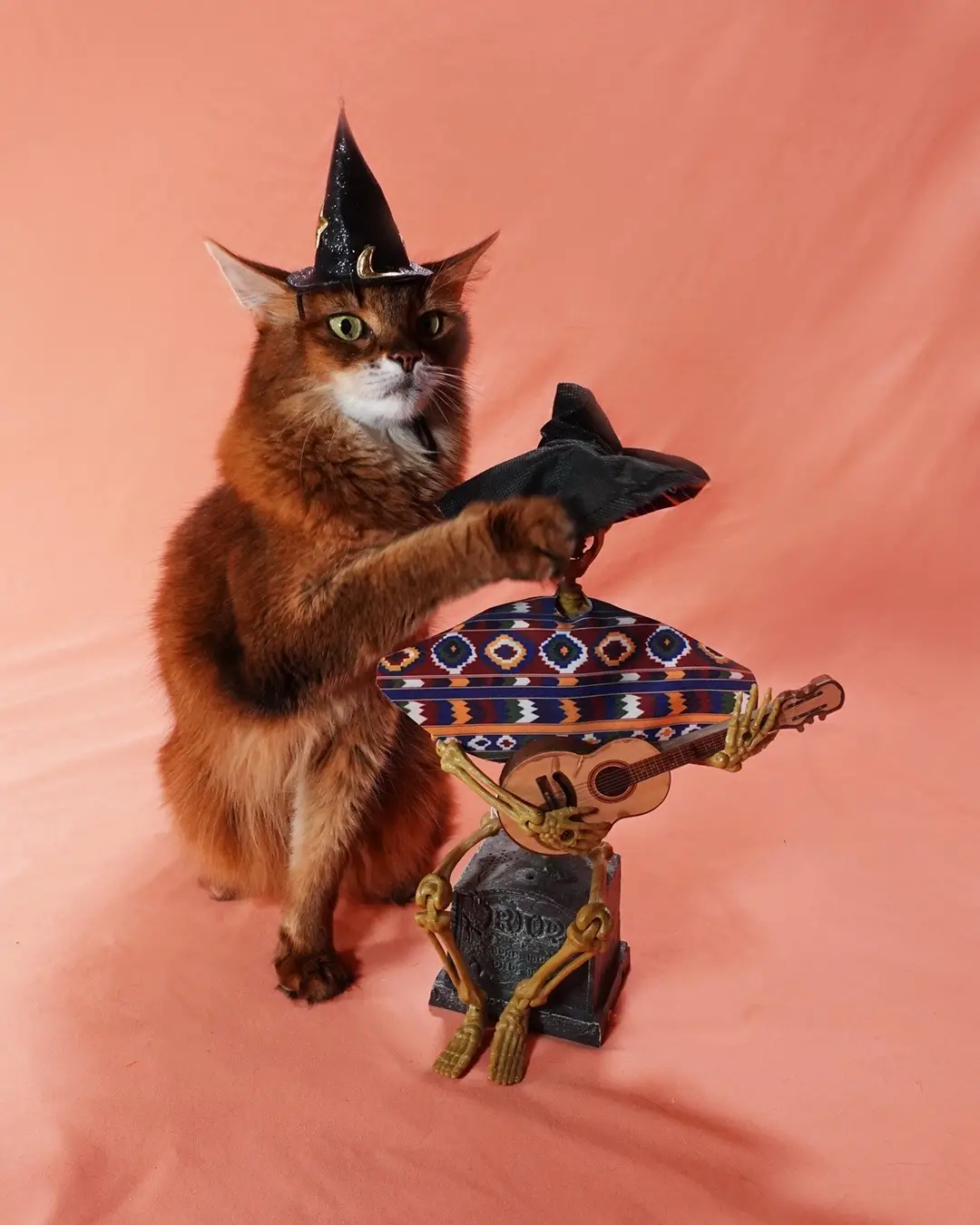 There were quite a few funny moments during this week photo sessions with Summer! Here’s some of the best/silliest ones. Plus something cute at the end. #funnycat #catsoftiktok #catphoto #funny #cats 