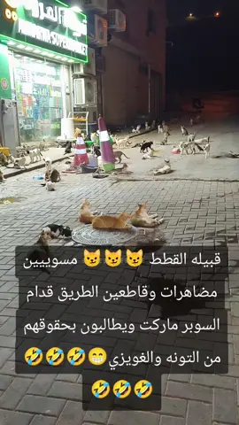 #@اتمني من الجميع التضامن معهم 😁🤣#اعاده نشر واكسبلور لعيون القطط😼😼🤣🤣