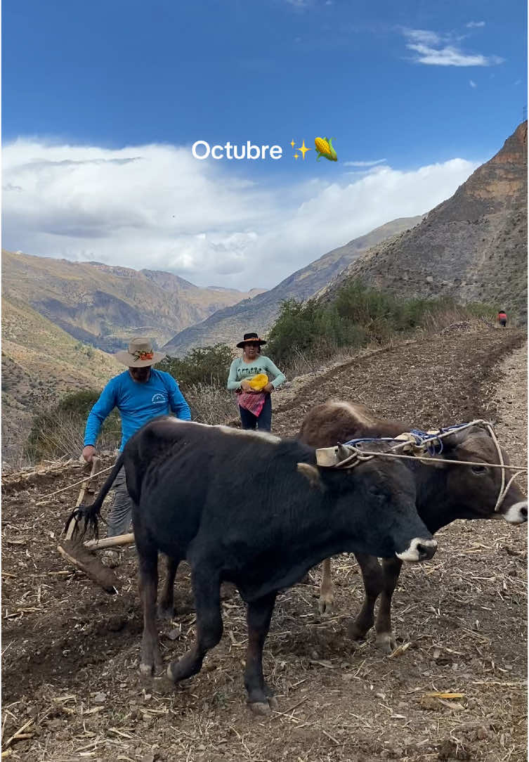 Echando Maicito a la tierra 🌽🙌🏻   #labrandolatierra🐂🐂🌽🍀  #Apurímac 