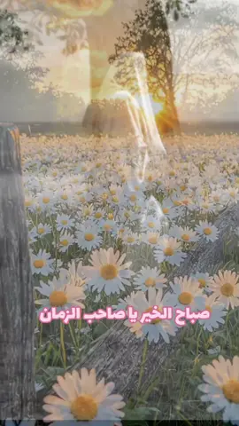 #CapCut  #صباح_الخير_يا_صاحب_الزمان  #دعاء_العهد_محسن_فرهمند 