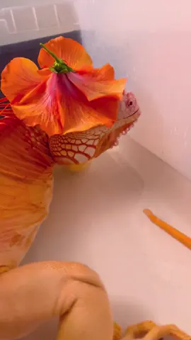 Bath time 🤗🧡 #reptile #iguana #lizard #exoticpets #rediguana  