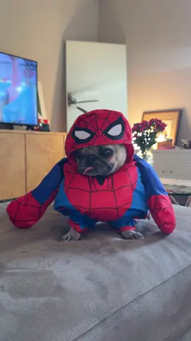 Puggyman!!! 🕷️🕸️
