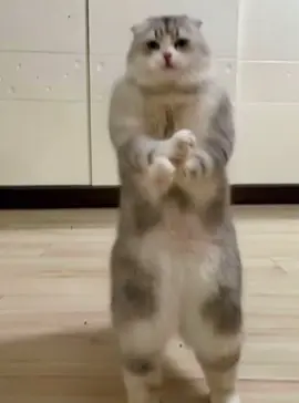 Gangnam style🎵#catmeme #cat #ai #dance #funny 