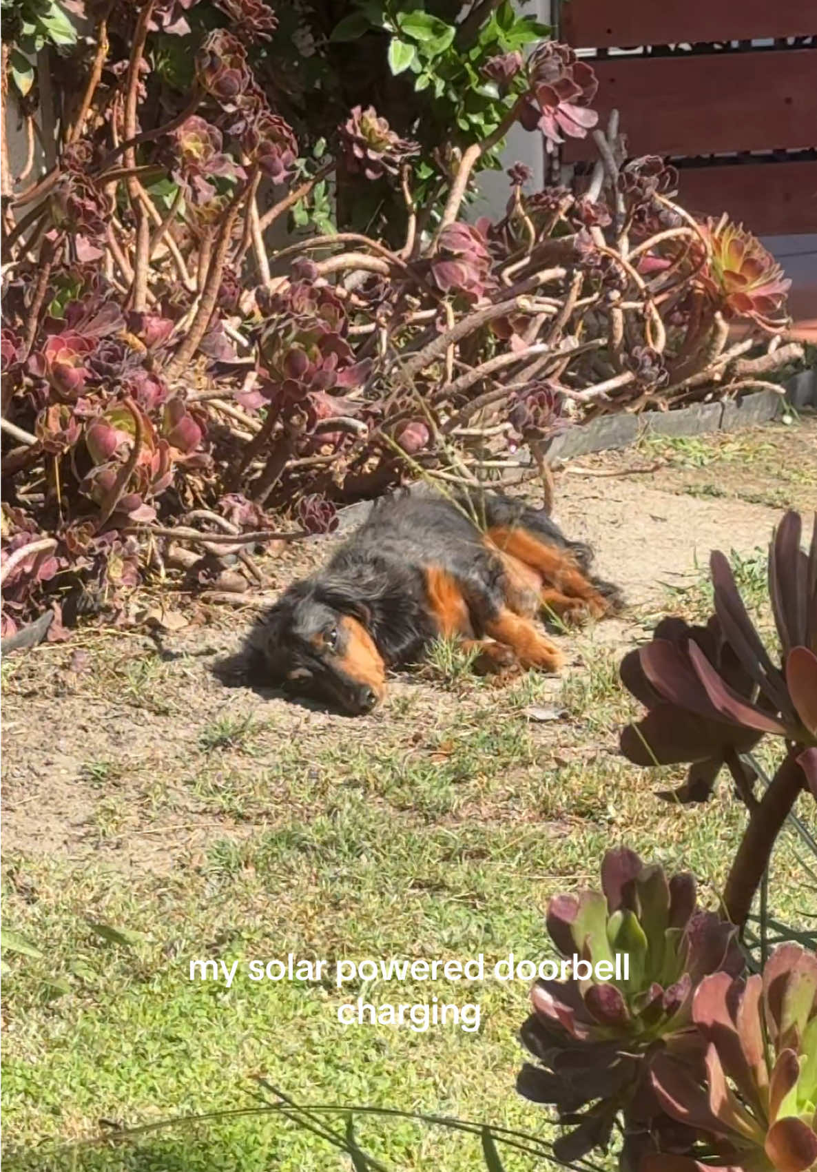 😆😆🔋 #weinerdog #weeniedog #solarpower #dachshund #PetsOfTikTok