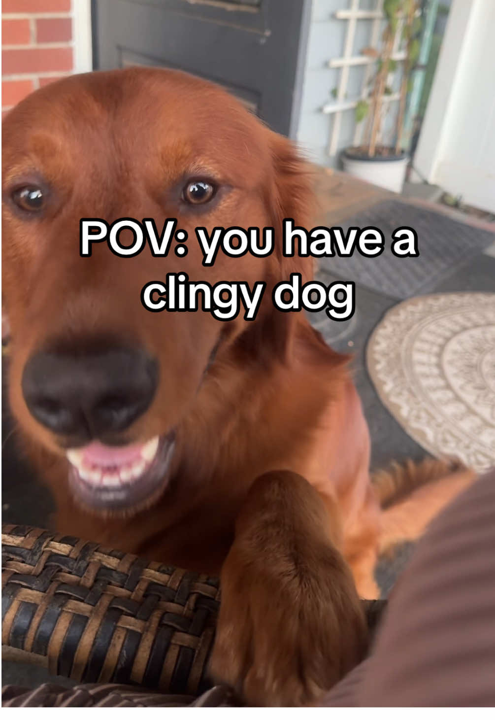 24/7 attention required🤪 #dogsoftiktok #dogs #doglife #clingy #goldenretrieverlife 