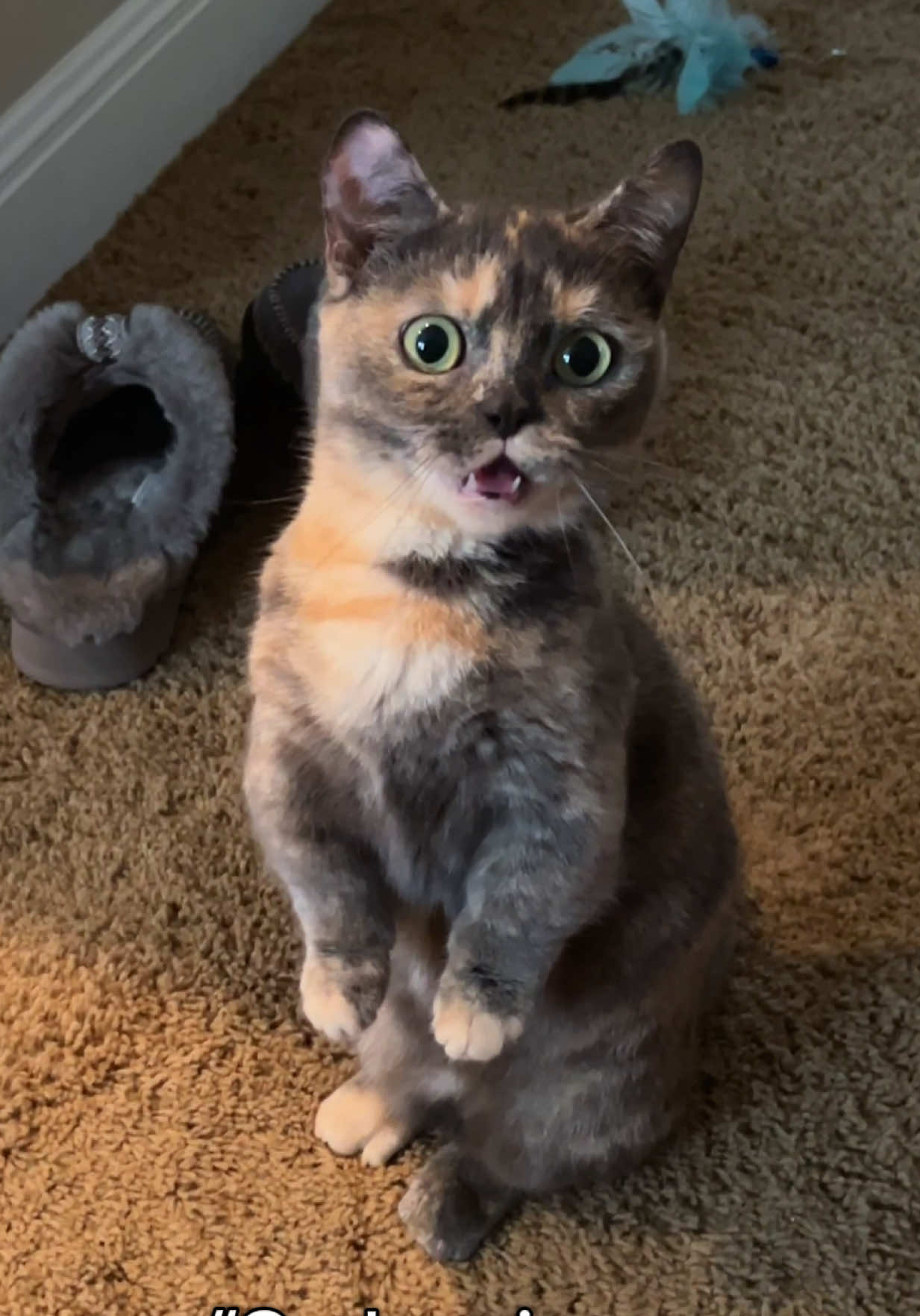 Mittens was ready to crash out 