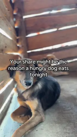 Link in bio #animalsoftiktok #animallover 