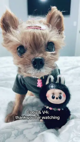Coby: let’s make my Lafufu pretty!! 🐶🐾😂😅😍😘🩷💖🩷💖 #PetsOfTikTok #fyp #labubu #pinforlove #saturday 