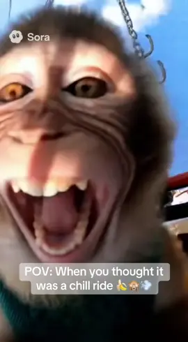 This monkey wasn’t ready for the spins 😂💨 Cheeks flapping, banana flying—10/10 chaos energy on the swings! #MonkeyPOV #FunnyVideo #BananaFail #ViralComedy #ForYou