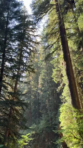 This and a book #nature #waterfall #woods #pnw #BookTok 