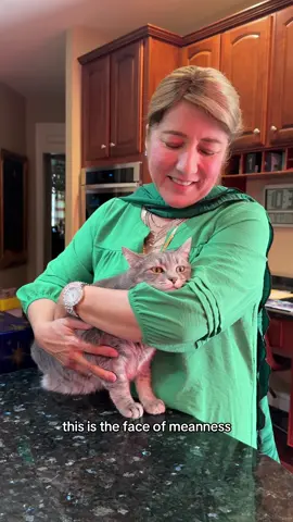 one day we’ll be able to kiss chandini without holding the mvrder mittens #cats #cattok #catmom #funny #fypage 
