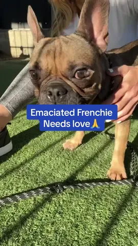 Dee-Bo is just ONE year old.  His owners ditched him like furniture and had animal control haul him away.  He’s emaciated, confused, and drowning in shelter noise.  He deserves a couch, not a kennel. I can’t stop thinking about him - he’s just a baby who’s lost everything. 🐾 Caravita will sponsor his neuter once he’s at a safe weight. We just need a rescue or loving home to step up for him now. Please stop breeding Frenchies. Stop buying them. These angels are born struggling to breathe, their moms require C-sections, and this cruelty is entirely man-made. Rescue Partners: 📧 Haydee Mancera • haydee.mancera@lacity.org 📞 (213) 305-4112 Backup: Shelter Supervisor • (310) 207-3156 📍 West LA Shelter 11361 W Pico Blvd, Los Angeles, CA 90064 ⏰ Tue–Fri 8–5 • Sat–Sun 11–5 • Closed Mon & holidays #rescuedog #b #fyp #frenchie 