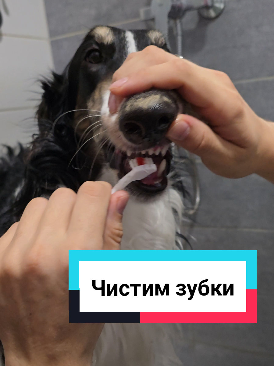 Как-то так 🫣😄 #русскаяпсоваяборзая #приколы #домашниеживотные #питомец #пёс 