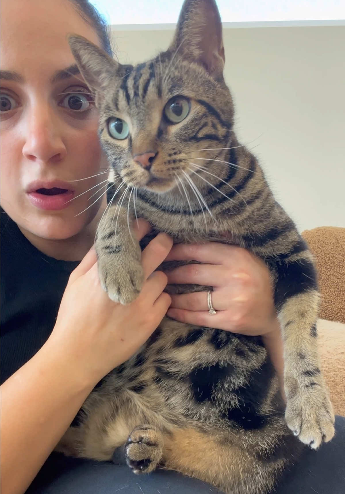 Not the cats 😭😭😭 #fyp #foryou #foryoupage 