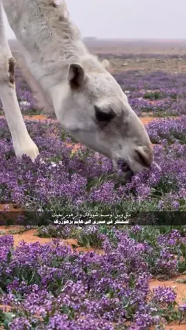 نيياف💜. #لايك #foryou #fyp #اكسبلوووورررر #فولو❤️ 