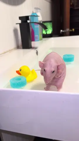 From his soak last night #fyp #rat #smeagol #ratsoftiktok #hairless 
