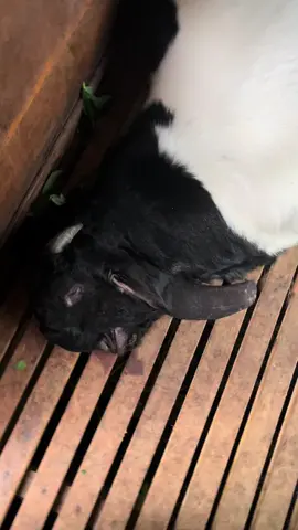cobaan opo maneh ya allah iki gusti🥹