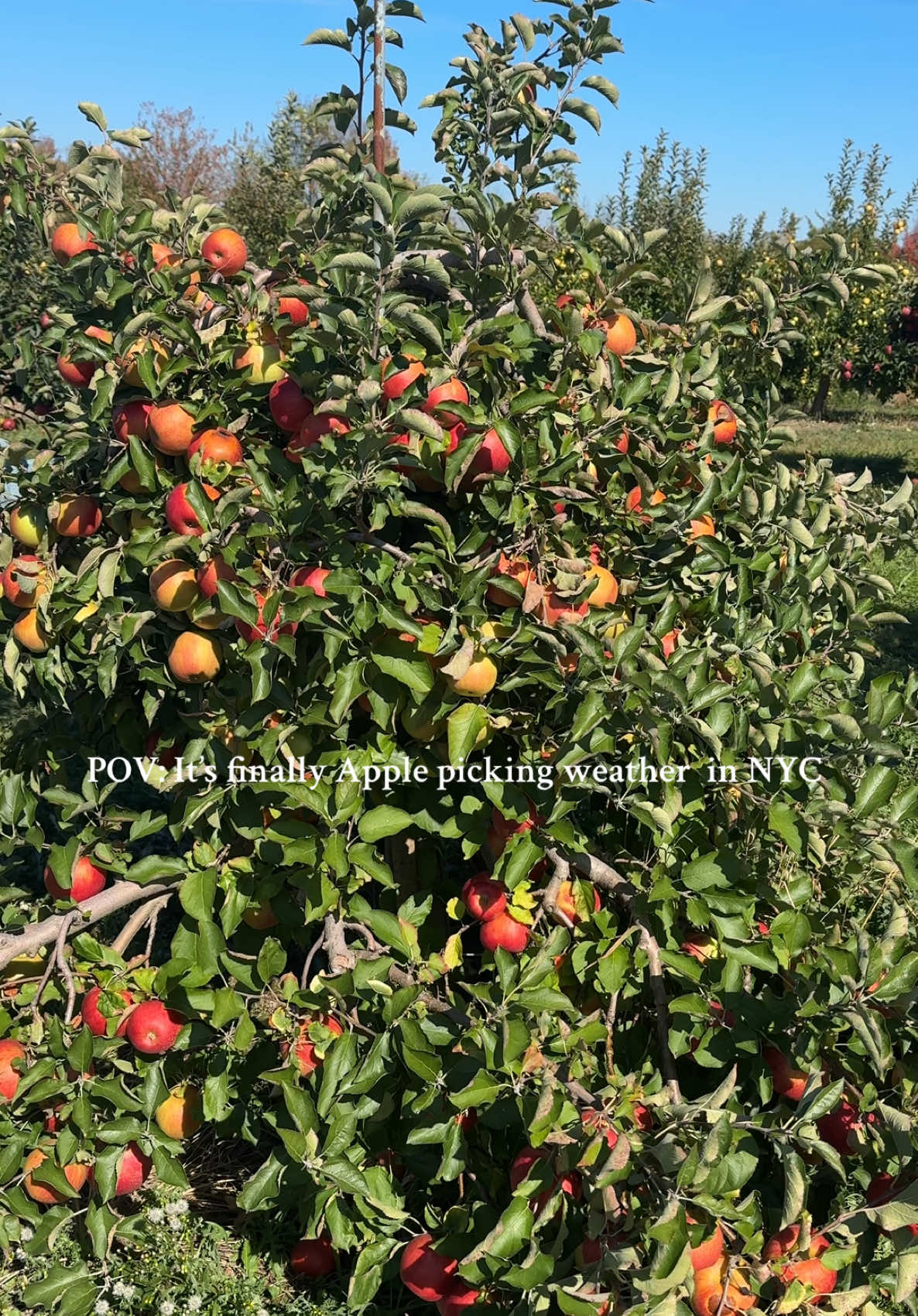 Should I make apple pie or apple juice? 