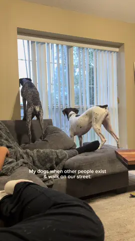 How dare you be on MY street?!? #dogvideos #gsp 